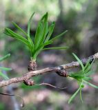 Larix sukaczewii