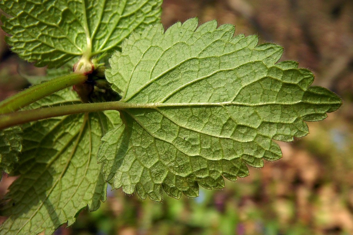 Image of Lamium maculatum specimen.