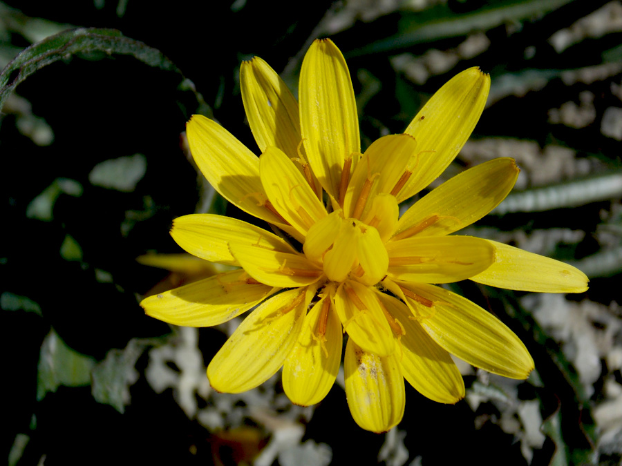 Image of Scorzonera turkeviczii specimen.