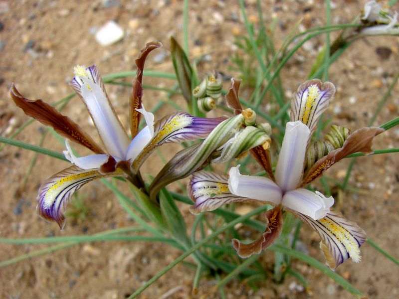 Image of Iris longiscapa specimen.