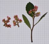 Rhus integrifolia