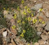 Erysimum flavum