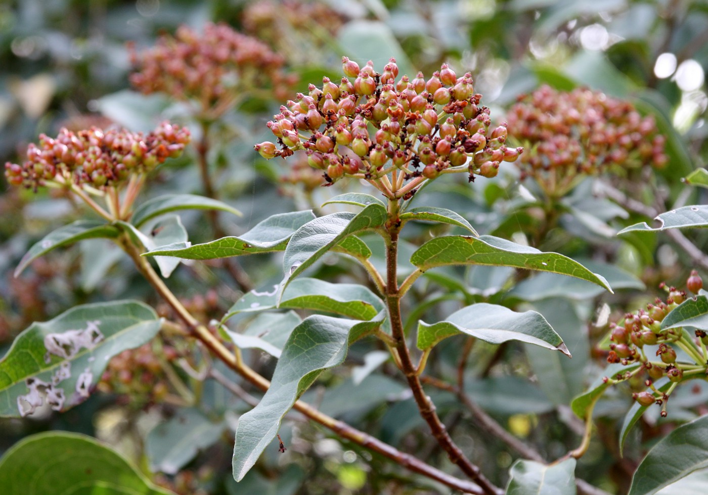 Image of Viburnum tinus specimen.