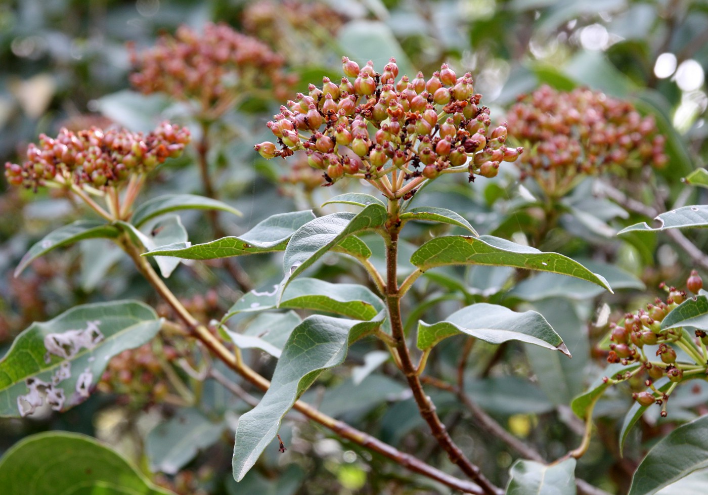 Изображение особи Viburnum tinus.