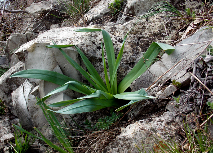 Изображение особи Eremurus spectabilis.
