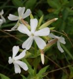 Saponaria officinalis