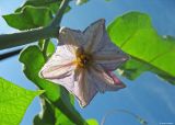 Solanum melongena