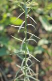 Linum austriacum