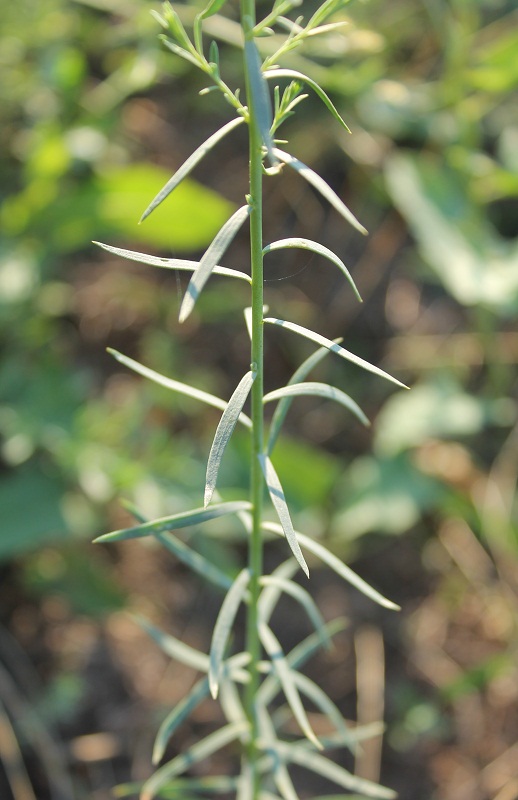 Изображение особи Linum austriacum.