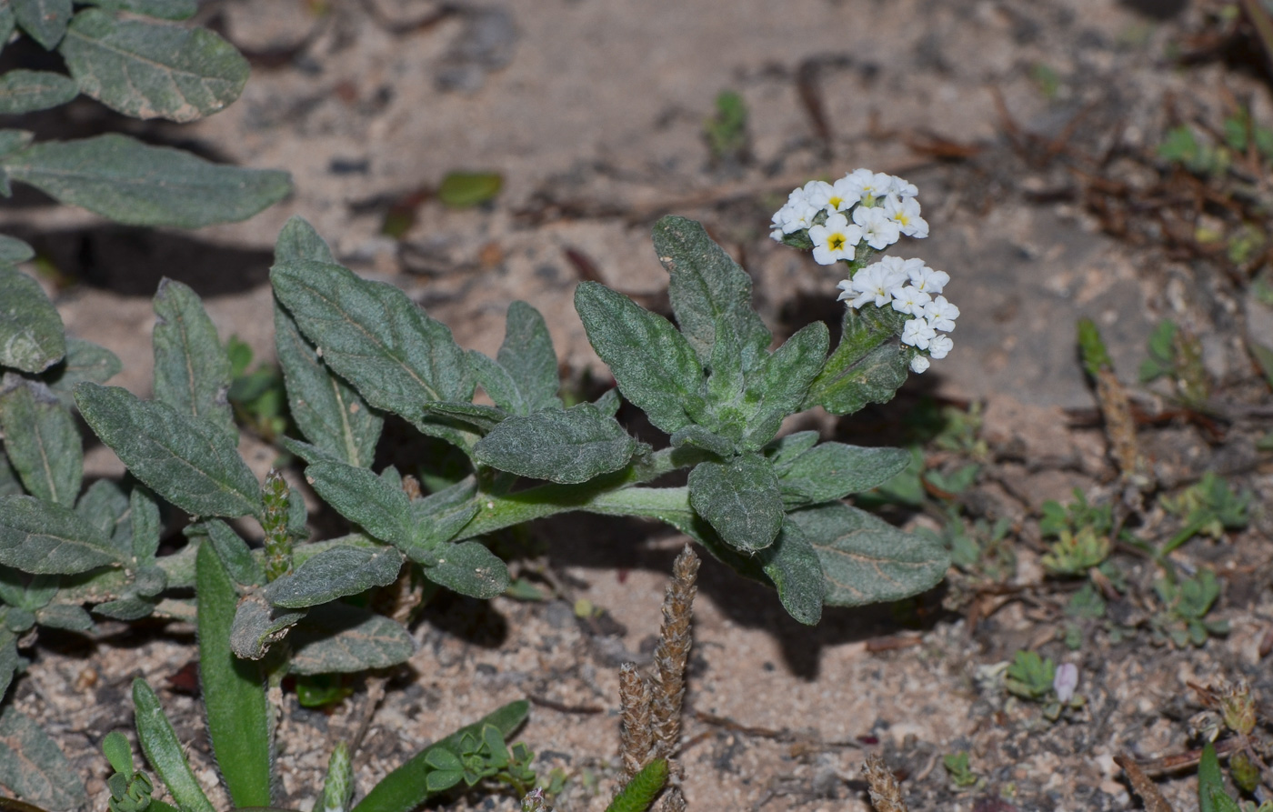 Image of Heliotropium erosum specimen.