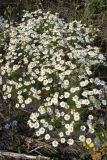 Tripleurospermum inodorum. Цветущие растения. Самарская обл., Ставропольский р-н, окр. с. Винновка, южный склон Жигулёвской возвышенности, остепнённый луг. 12.07.2006.