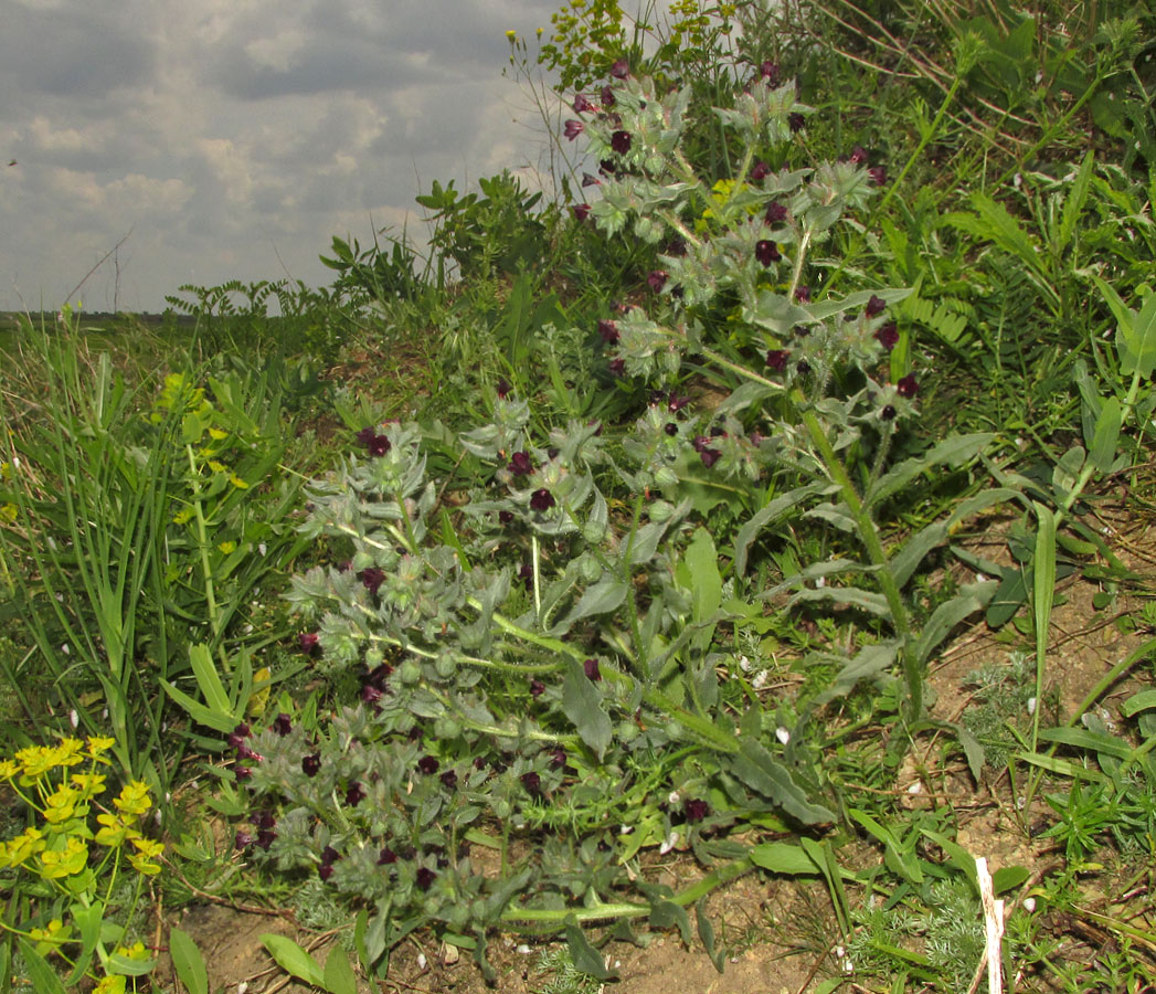 Image of Nonea rossica specimen.