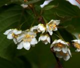 Actinidia kolomikta