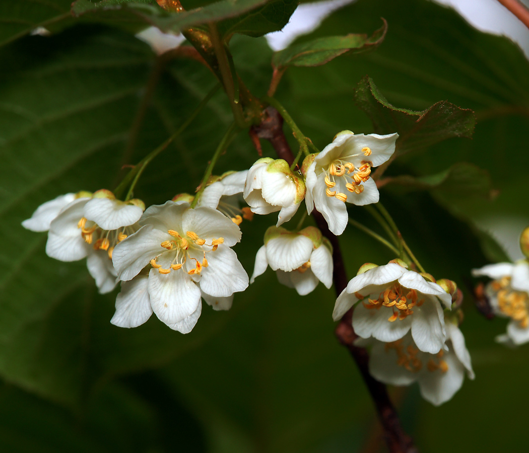 Изображение особи Actinidia kolomikta.