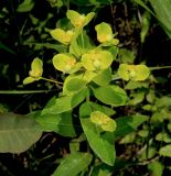 Euphorbia tauricola