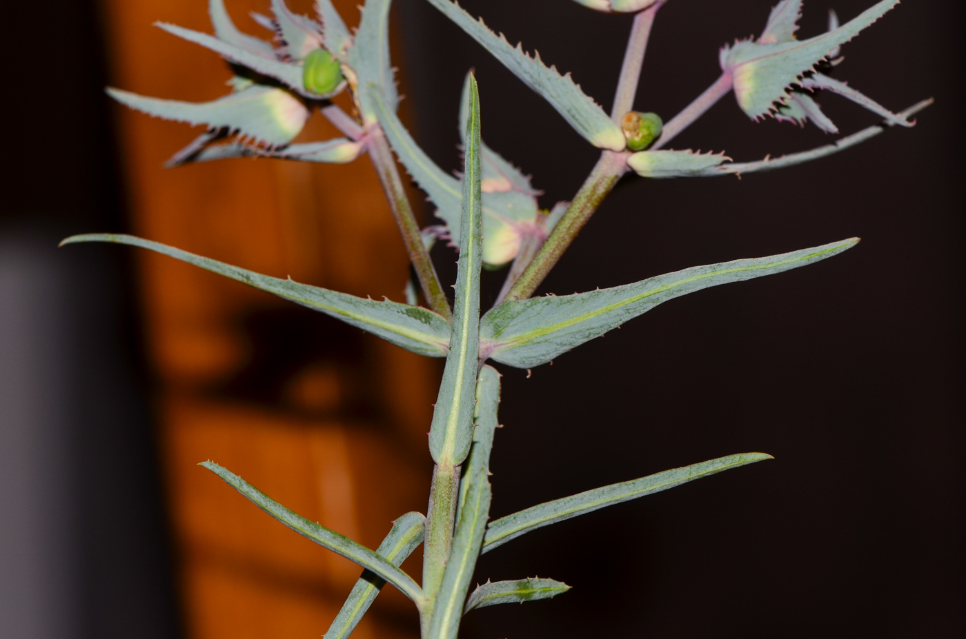 Image of Euphorbia retusa specimen.