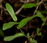 Plumbago europaea