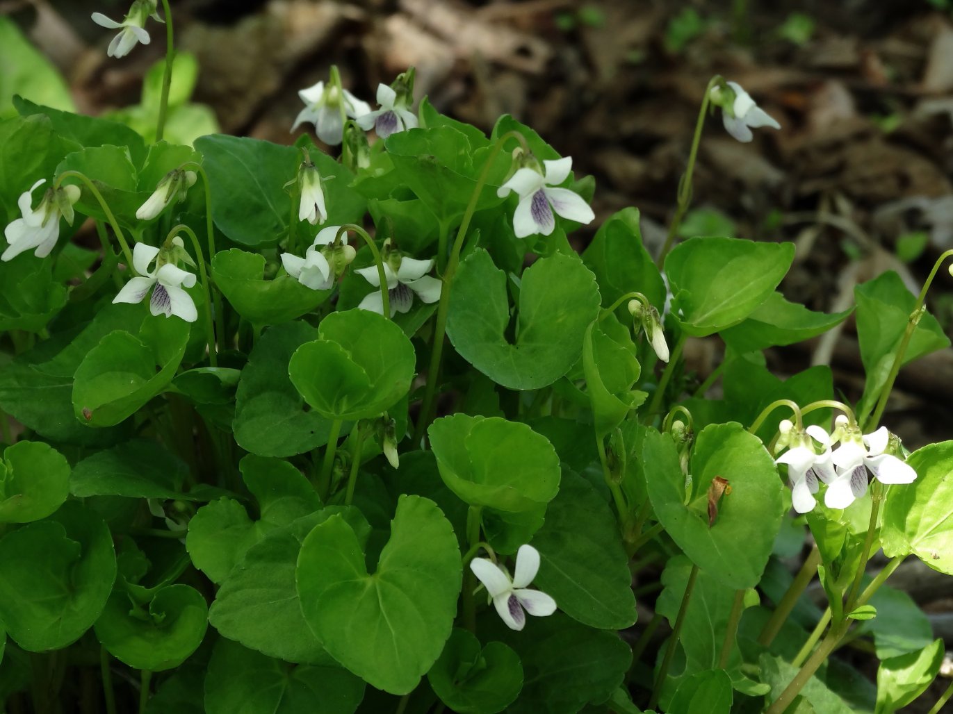 Image of Viola verecunda specimen.