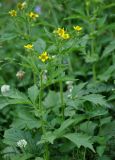 Geum aleppicum