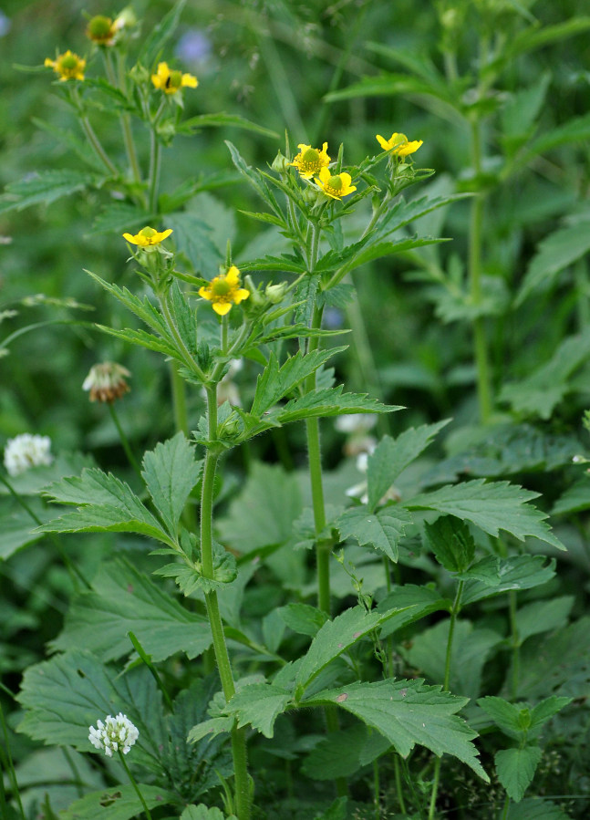 Изображение особи Geum aleppicum.