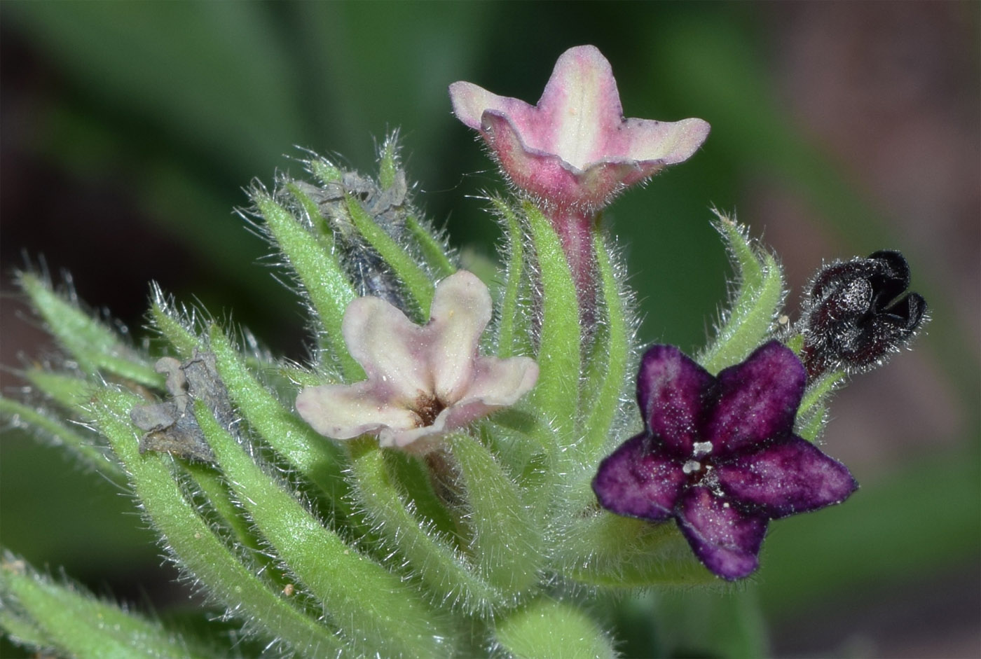 Изображение особи Macrotomia ugamensis.