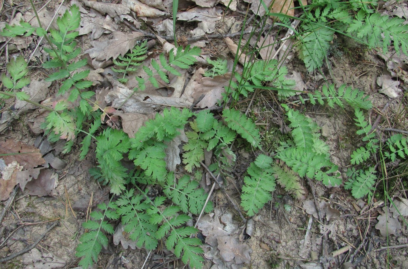 Image of Pyrethrum poteriifolium specimen.
