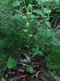 Platanthera maximowicziana