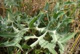 Eryngium campestre. Лист. Краснодарский край, г. Усть-Лабинск, склон правого берега Кубани, останец степной растительности. 21.06.2015.