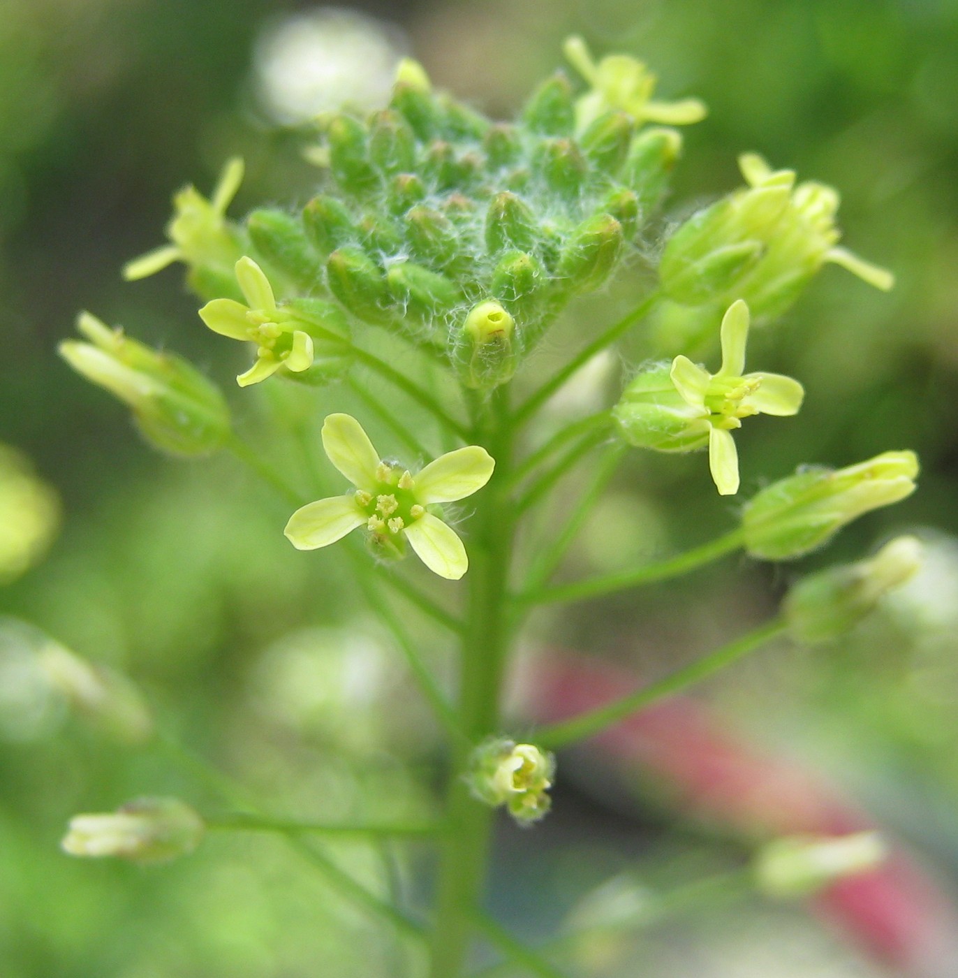 Image of genus Camelina specimen.