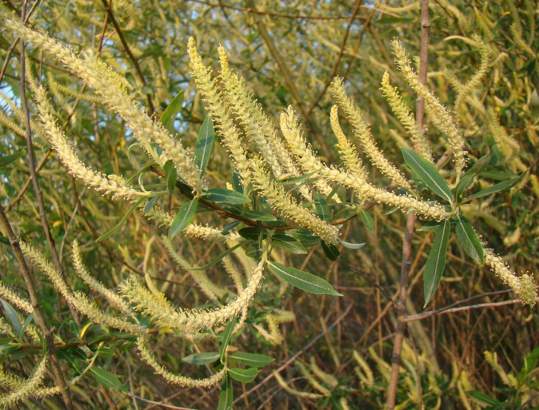 Image of Salix triandra specimen.