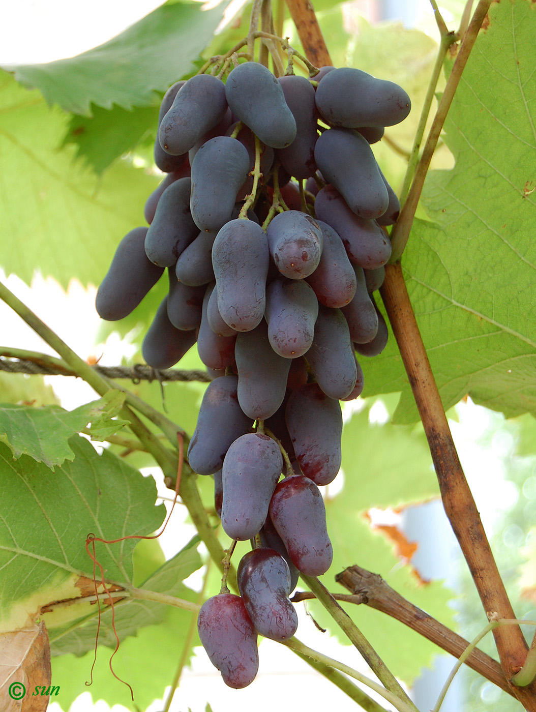 Изображение особи Vitis vinifera.