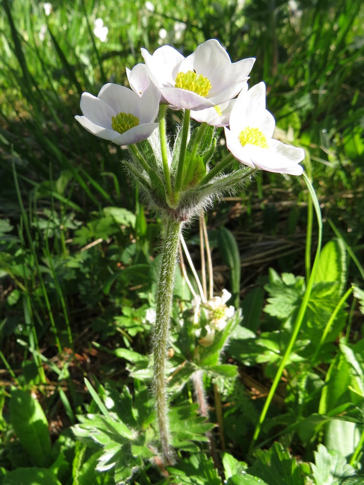 Изображение особи Anemonastrum crinitum.