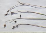 Carex tristis
