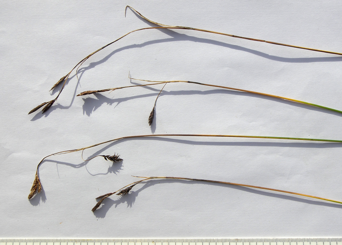 Изображение особи Carex tristis.