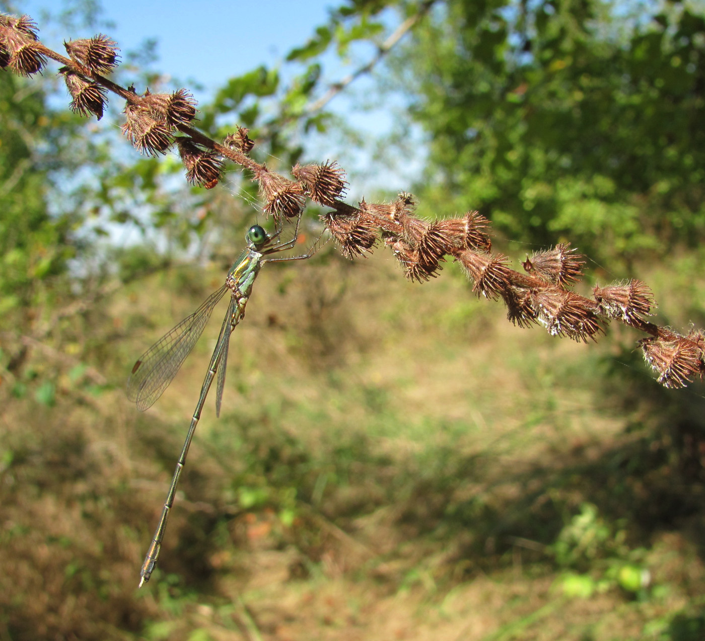 Image of Agrimonia eupatoria specimen.