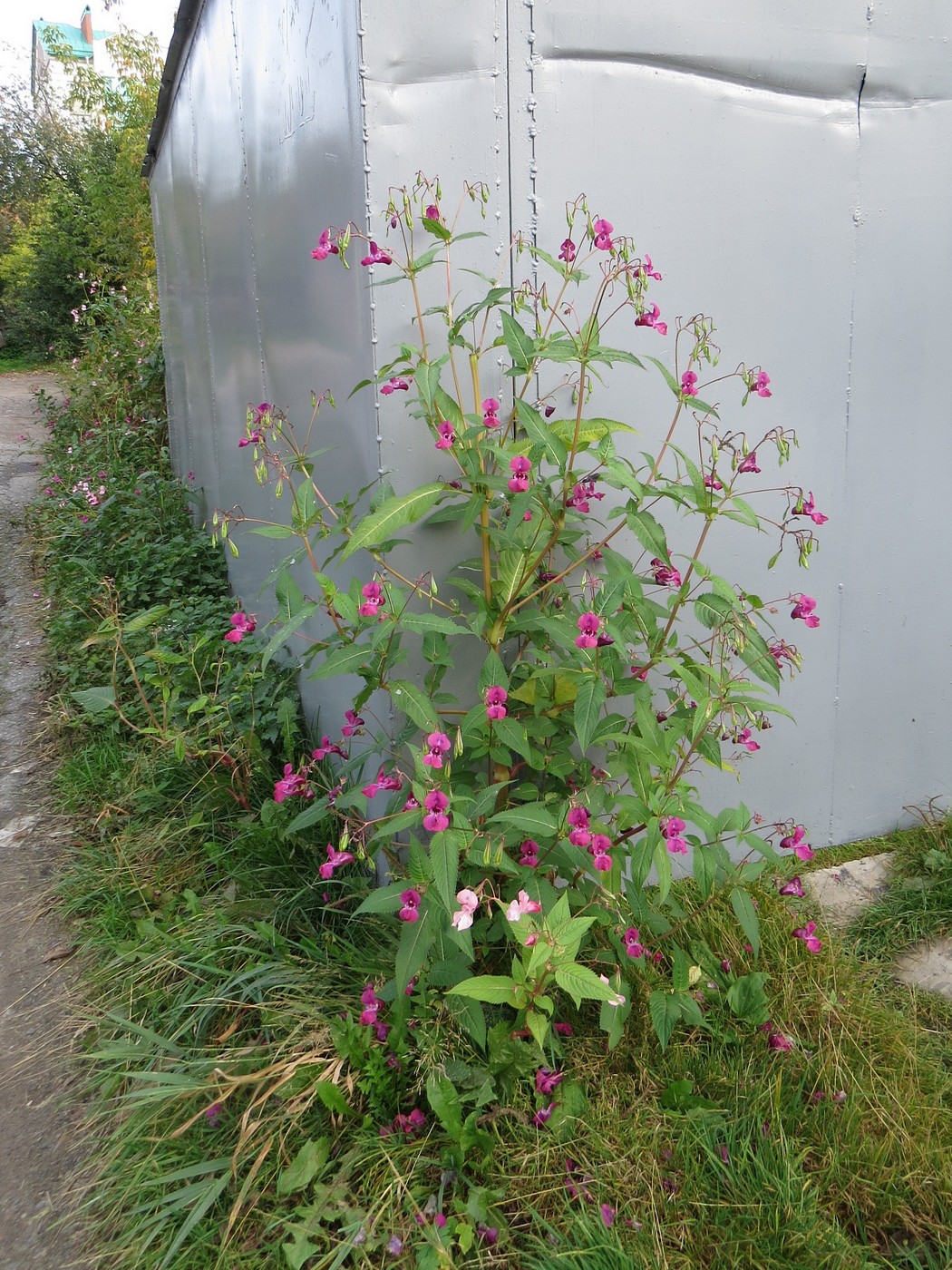 Изображение особи Impatiens glandulifera.