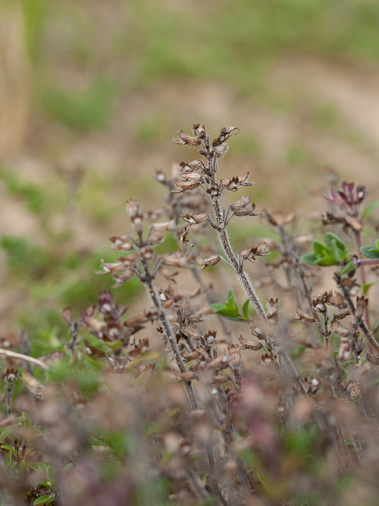 Изображение особи Thymus serpyllum.