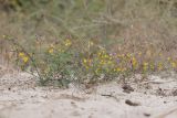 Medicago falcata