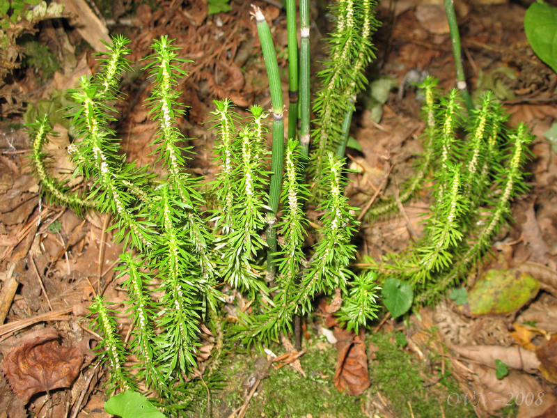 Image of Huperzia serrata specimen.