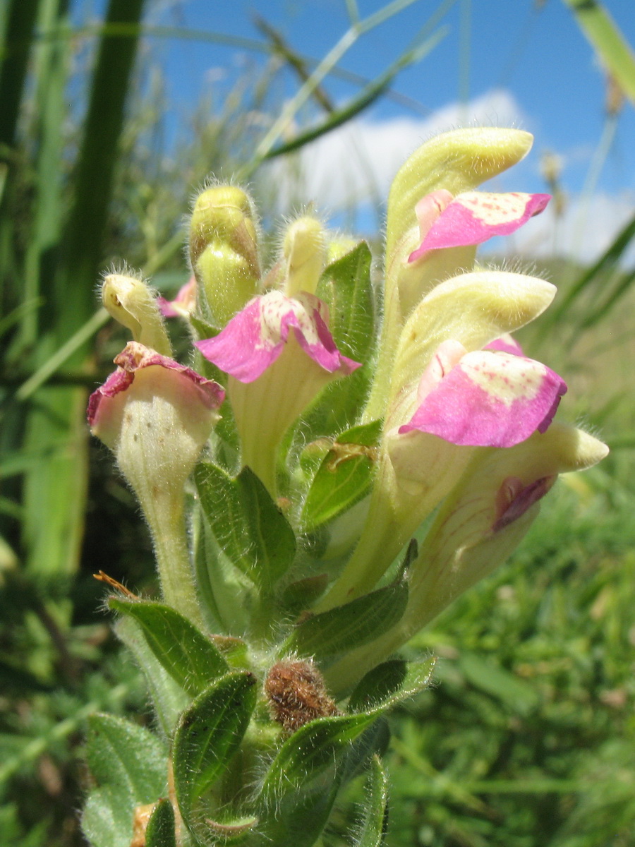 Изображение особи Scutellaria adsurgens.