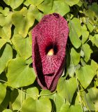 Aristolochia gigantea
