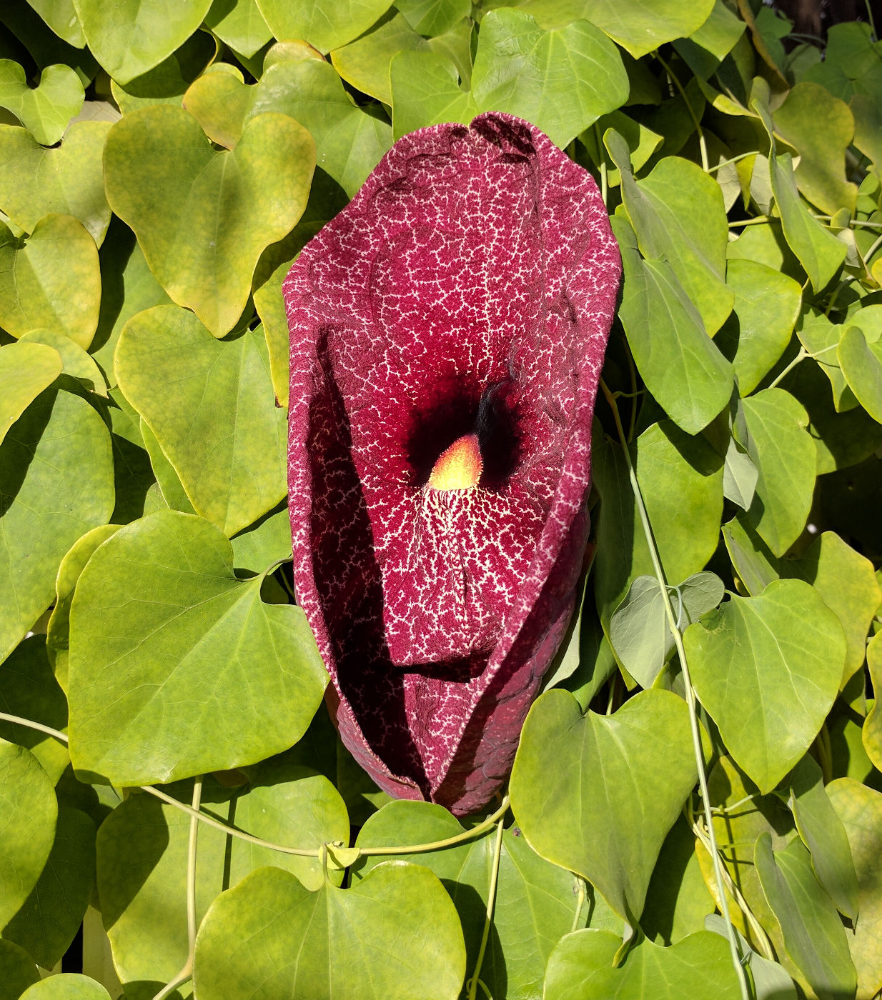 Изображение особи Aristolochia gigantea.