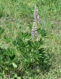 Lupinus &times; regalis