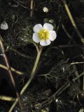 Ranunculus circinatus