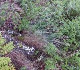 Poa botryoides