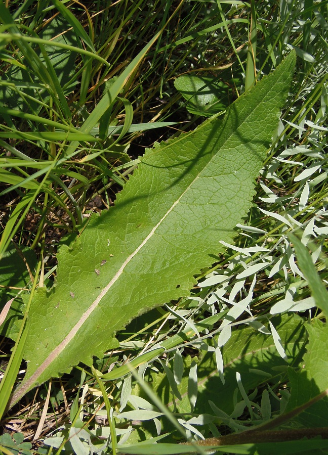 Image of Verbascum marschallianum specimen.