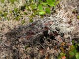 Cladonia stygia