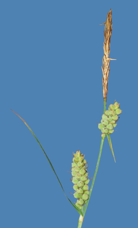 Image of Carex tomentosa specimen.