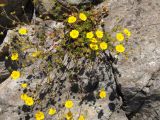 Potentilla rupifraga