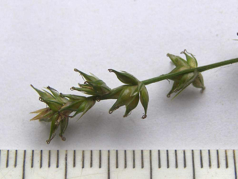 Image of Carex divulsa specimen.